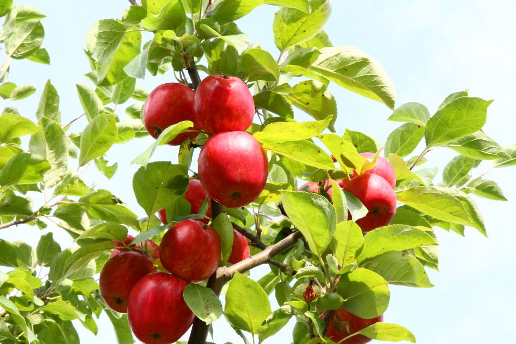 Honeycrisp apple tree in Calgary?